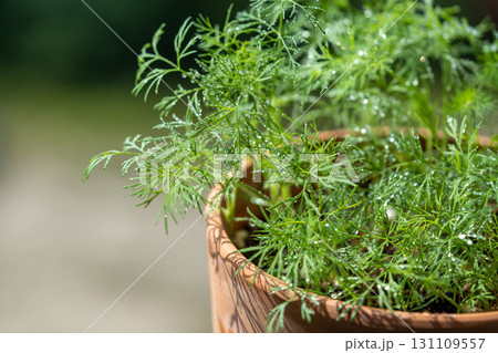 Organic herbs growing at home. Fresh green dill growing in clay pot on balcony. Grow seedlings Organic herbs growing at home. Fresh green dill growing in clay pot on balcony. Grow seedlings 131109557