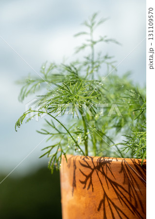 Closeup of fresh dill with water drops after spraying. Greens on terrace. Home grown organic herbs. 131109570