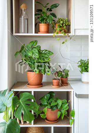 Apartment interior with ornamental plants. Shelves decorated with terracotta pots. Love for plants 131109571