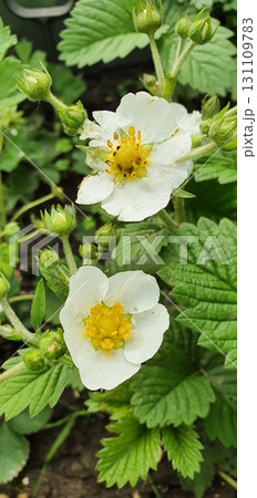 Close-up of strawberry blossoms with white petals and yellow centers surrounded by green leaves, symbolizing purity, vitality and the beginning of fruiting, perfect for gardening and organic themes. 131109783