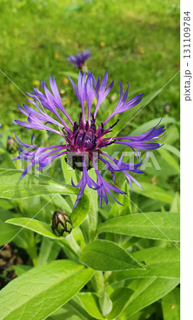 Close-up of mountain cornflower Centaurea montana with vivid purple petals and green leaves in sunlight, symbolizing wild beauty, freshness and the charm of meadow flowers. Close-up of mountain cornflower Centaurea montana with vivid purple petals and green leaves in sunlight, symbolizing wild beauty, freshness and the charm of meadow flowers. 131109784