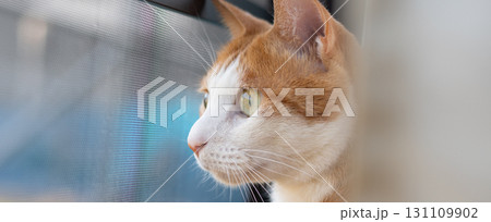 窓の外を眺める可愛い猫　茶トラ白 131109902