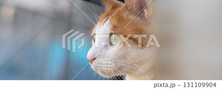 窓の外を眺める可愛い猫　茶トラ白 131109904