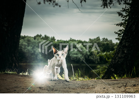 Devon Rex Cat exploring a beautiful landscape near a lake, curious gaze 131109963
