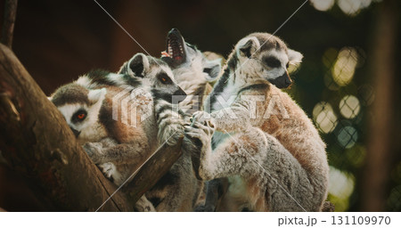 Group of playful lemurs enjoying sunny day outdoors. 131109970