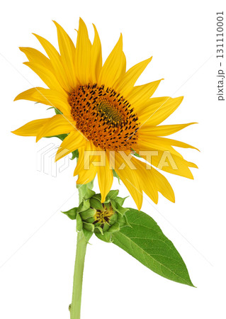 Sunflower isolated on a white background Sunflower isolated on a white background 131110001