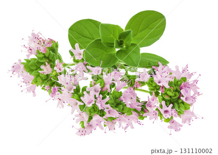 blooming oregano isolated on white background blooming oregano isolated on white background 131110002
