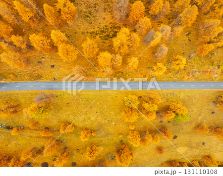 Straight road and autumn trees. Road in the middle of the forest and field. Autumn landscape 131110108