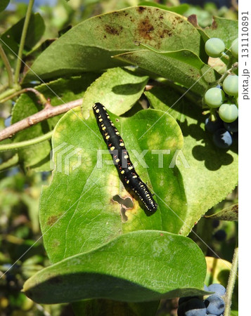 食草であるアオツヅラフジの葉についた「ヒメエグリバ」の幼虫 131110891