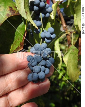 夏に実るつる性植物「アオツヅラフジ」の実 夏に実るつる性植物「アオツヅラフジ」の実 131110898