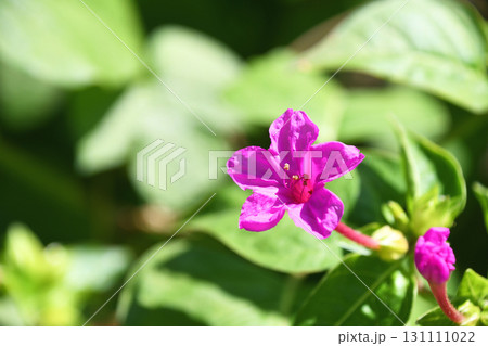 オシロイバナ(白粉花) オシロイバナ(白粉花) 131111022