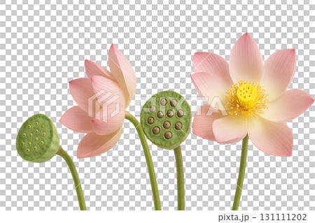 Mid autumn festival lotus flowers and seed pods isolated on white Mid autumn festival lotus flowers and seed pods isolated on white 131111202