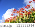 彼岸花と秋空と雲 131111256