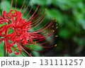 赤い彼岸花 131111257