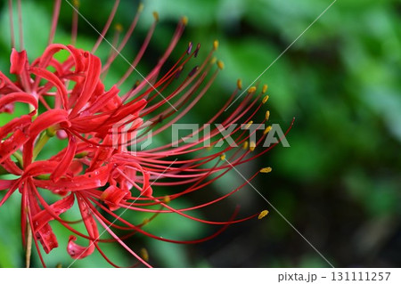 赤い彼岸花 赤い彼岸花 131111257