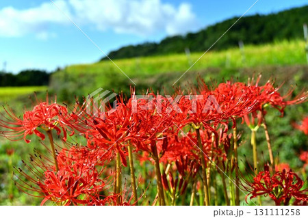 稲穂のそばに咲く彼岸花 稲穂のそばに咲く彼岸花 131111258