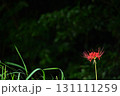 赤い花は彼岸花 131111259