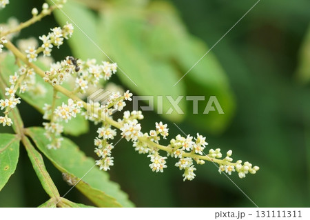 ヌルデの雌花 131111311