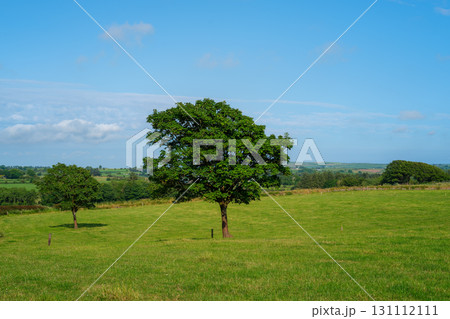Trees stand in the middle of a green field, under a blue sky with sparse clouds. This is in West Cork, Ireland. Farmland rolls into the distance. 131112111