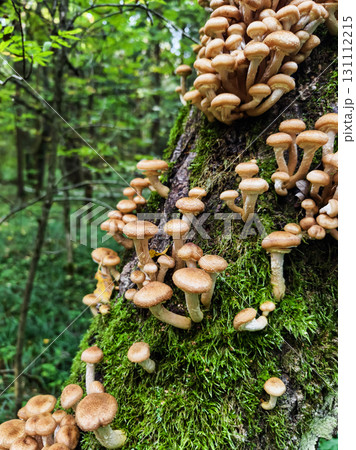 Mushrooms growing on a mossy tree trunk in a lush forest during daylight Mushrooms growing on a mossy tree trunk in a lush forest during daylight 131112215
