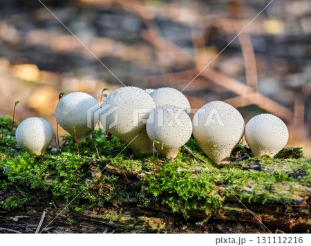 Unique cluster of mushrooms growing on a moss-covered log in a forest setting during daytime in nature Unique cluster of mushrooms growing on a moss-covered log in a forest setting during daytime in nature 131112216