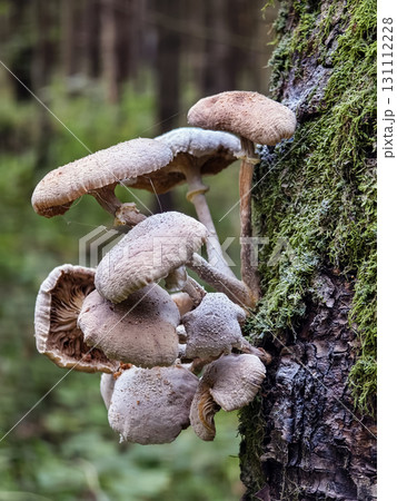 Mushrooms growing on a tree trunk in a lush green forest setting during daylight hours 131112228