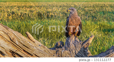 Black Kite, Spain Black Kite, Spain 131112277
