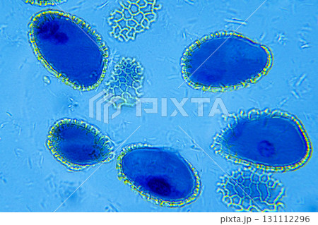 Lillium anther Lillium anther 131112296