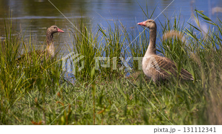 Greylag Goose, Tablas de Daimiel National Park, Spain 131112341