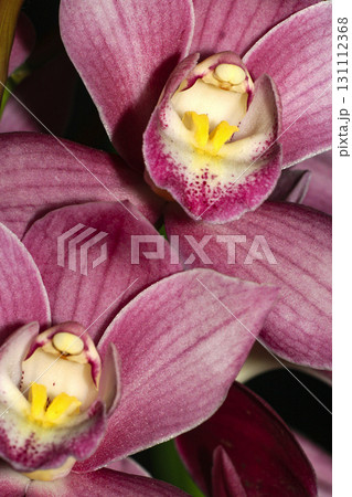 Tropical Orchid, Amazonia 131112368