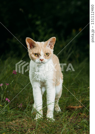 Alert Cat Posing Gracefully Amidst Wildflower Landscape Devon Rex Alert Cat Posing Gracefully Amidst Wildflower Landscape Devon Rex 131112460