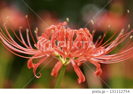美しく咲く赤い彼岸花　玉ボケ背景　クローズアップ 131112754