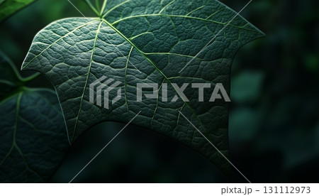 Closeup detail green leaves vein foliage texture dark shadow 131112973