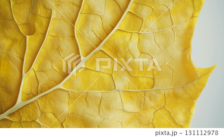 Closeup yellow leaves vein foliage pattern 131112978