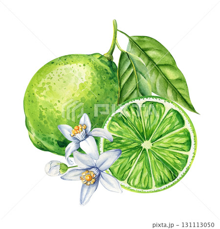 Lime fruit with slice green leaves and white blossoms watercolor illustration citrus tropical healthy food design 131113050