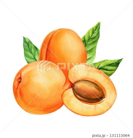 Apricot fruits with seeds and green leaves watercolor illustration summer seasonal fruit healthy organic food design Apricot fruits with seeds and green leaves watercolor illustration summer seasonal fruit healthy organic food design 131113064