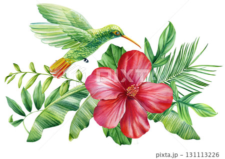 Green hummingbird with red tropical hibiscus flower and lush banana palm leaves watercolor exotic nature illustration Green hummingbird with red tropical hibiscus flower and lush banana palm leaves watercolor exotic nature illustration 131113226