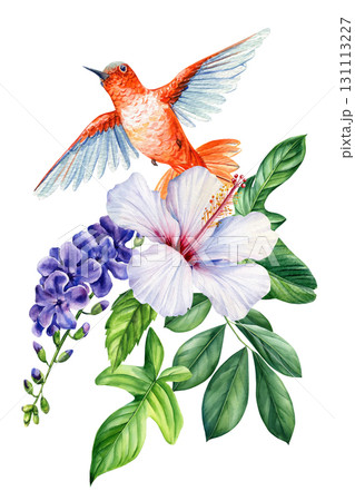 Orange hummingbird with white hibiscus and purple tropical flowers, green leaves. Watercolor exotic illustration Orange hummingbird with white hibiscus and purple tropical flowers, green leaves. Watercolor exotic illustration 131113227