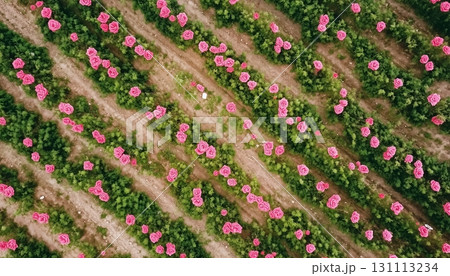 Pink rose flower plantation botanical garden aerial view 131113234