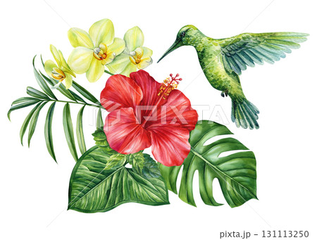Green hummingbird with red hibiscus and yellow orchid flowers among monstera palm tropical leaves watercolor illustration Green hummingbird with red hibiscus and yellow orchid flowers among monstera palm tropical leaves watercolor illustration 131113250