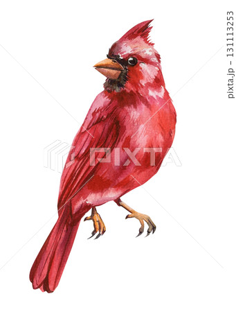 Red cardinal watercolor bird detailed feathers and strong beak isolated on white background hand painted art 131113253