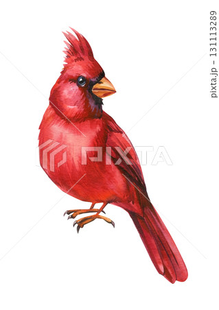 Watercolor red cardinal. Cute winter bird, songbird detailed feathers isolated on white background wildlife art 131113289