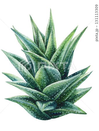 Aloe vera succulent watercolor illustration with green spiky leaves natural botanical artwork for skincare design and desert decor Aloe vera succulent watercolor illustration with green spiky leaves natural botanical artwork for skincare design and desert decor 131113309