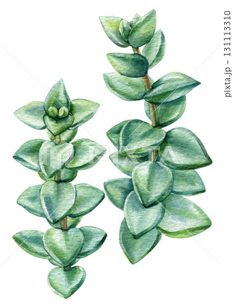 succulent watercolor illustration with round green leaves natural botanical artwork for wedding invitations and floral design succulent watercolor illustration with round green leaves natural botanical artwork for wedding invitations and floral design 131113310