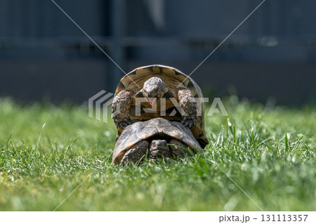 Testudo Marginata Breitrandschildkroete im Freilauf bei Paarung Vermehrung als Paar durch Reiten Aufstieg Turtle 131113357