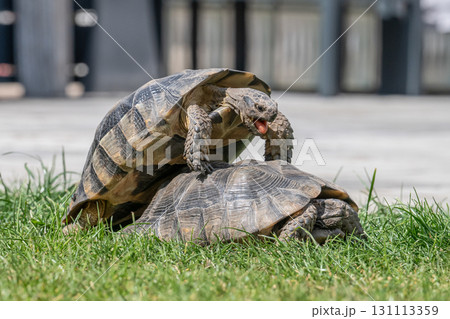 Testudo Marginata Breitrandschildkroete im Freilauf bei Paarung Vermehrung als Paar durch Reiten Aufstieg Turtle 131113359