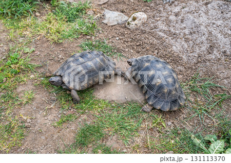 Testudo Marginata Breitrandschildkroete im Freilauf bei Paarung Vermehrung als Paar durch Reiten Aufstieg Turtle 131113370