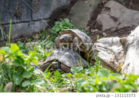 Testudo Marginata Breitrandschildkroete im Freilauf bei Paarung Vermehrung als Paar durch Reiten Aufstieg Turtle 131113373