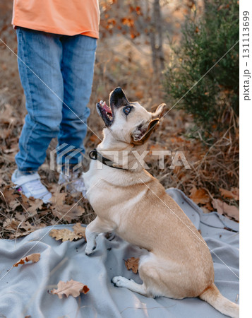 Funny friendly dog playing with kid 131113699