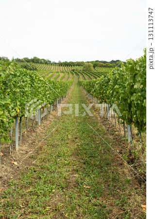Traditional Vineyard Rows with Grape Clusters in European Valley 131113747